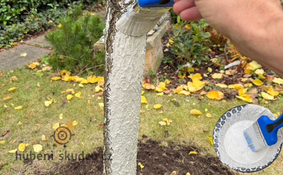 natírání kmene stromu vápnem